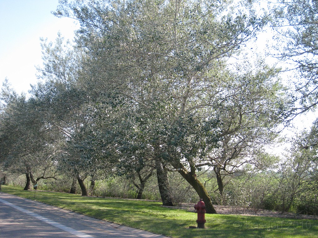 Botanical Gardens 2010 0570.jpg - The Chicago Botanic Gardens. Wear comfortable shoes, and be prepared to enjoy the landscape for a day.